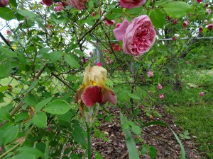 Devil's Riot Iris with Mrs. B. R. Cant rose
