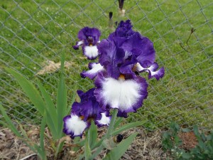 This was supposed to be pink