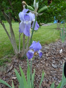 random iris purhcased for $2 in Damascus, VA