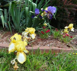 Irises with Dianthus