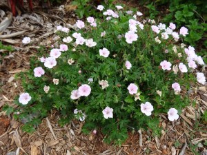 wild geranium