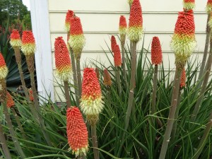 Red Hot Poker (Kniphofia)