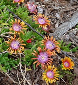 Fire Spinner ice plant