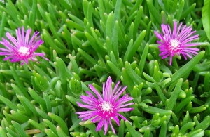 Cooper's ice plant