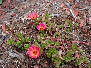 flowering purslane