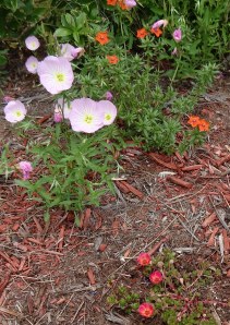 evening primrose, flowering purslane and the unknown plant