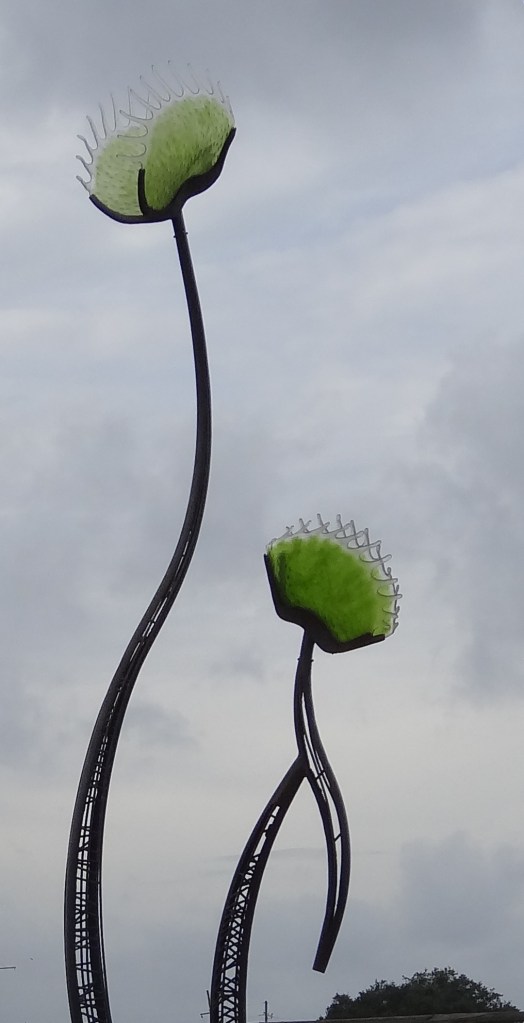 Did you know Venus Flyrap is native to North Carolina? And only grows wild on our coast? Did you know Venus Flyrap is native to North Carolina? And only grows wild on our coast?