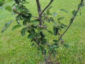 Arkansas Black apple