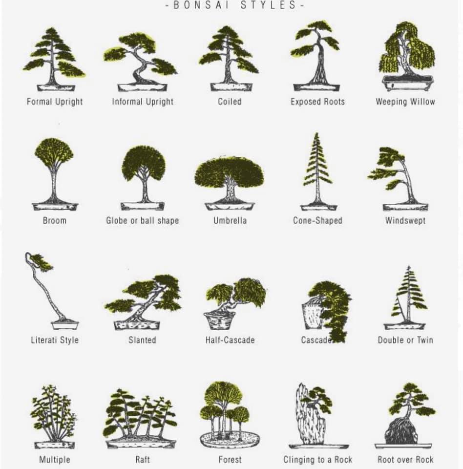 61535497_2320240011575805_8351401918085464064_n