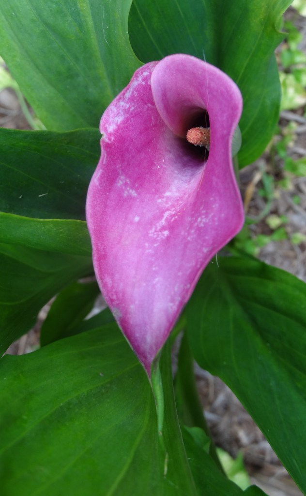 I think this one was originally purple.