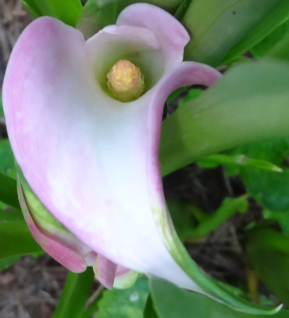 I KNOW this was originally pink.