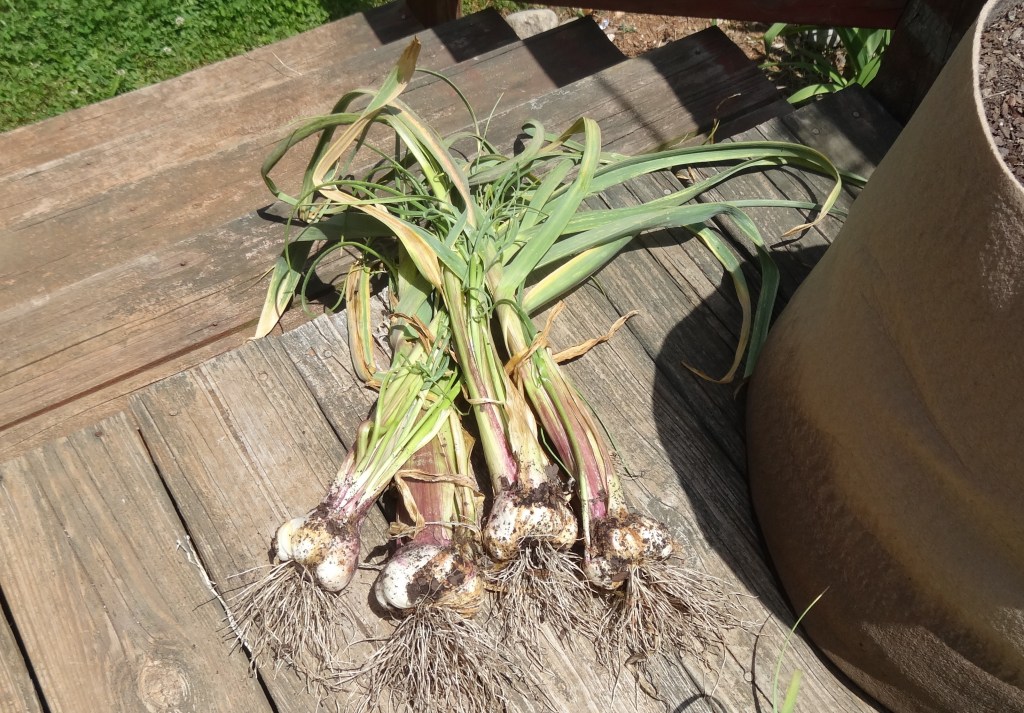 California Early garlic