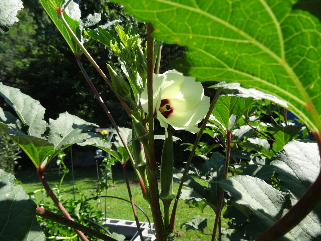 Flower, developing pods and ready to eat, all at once together.