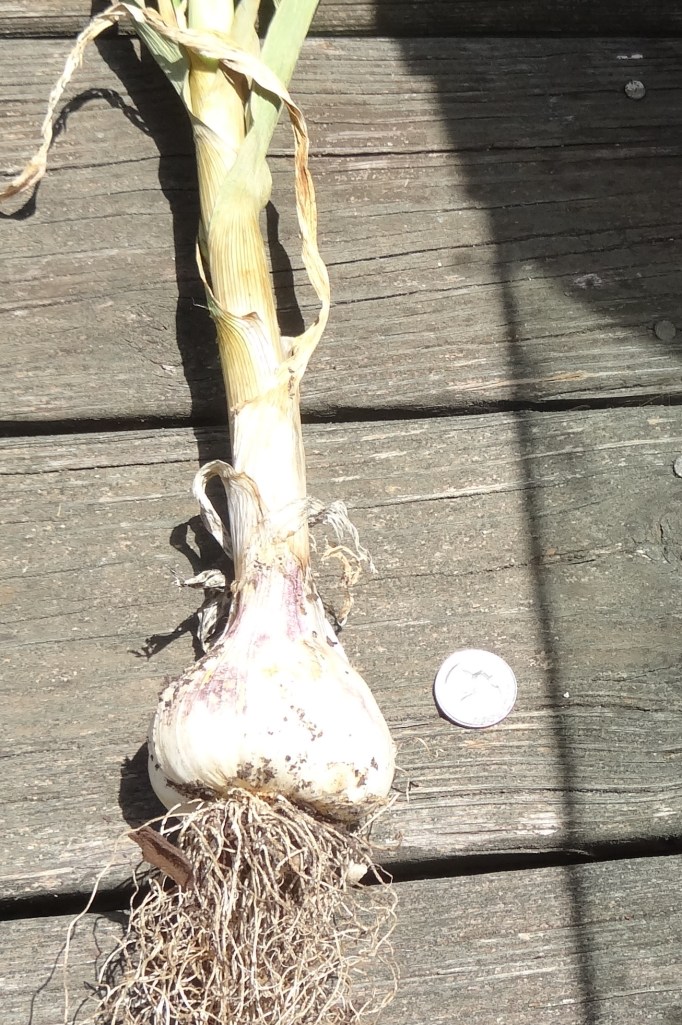 Red Toch with a quarter