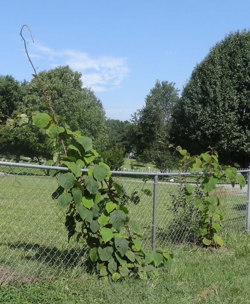 Arctic kiwi vines
