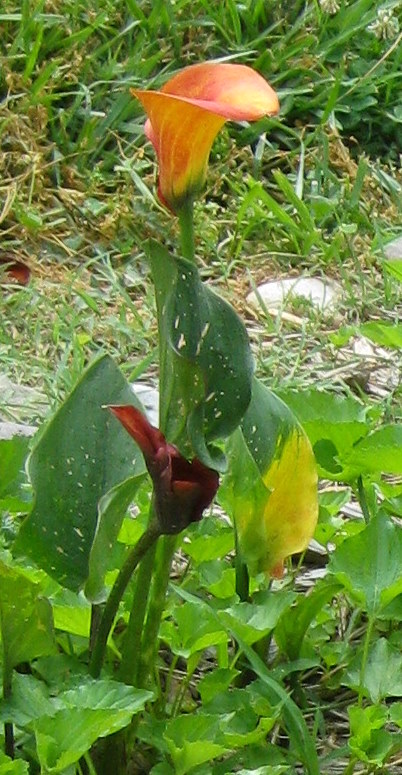 flame calla