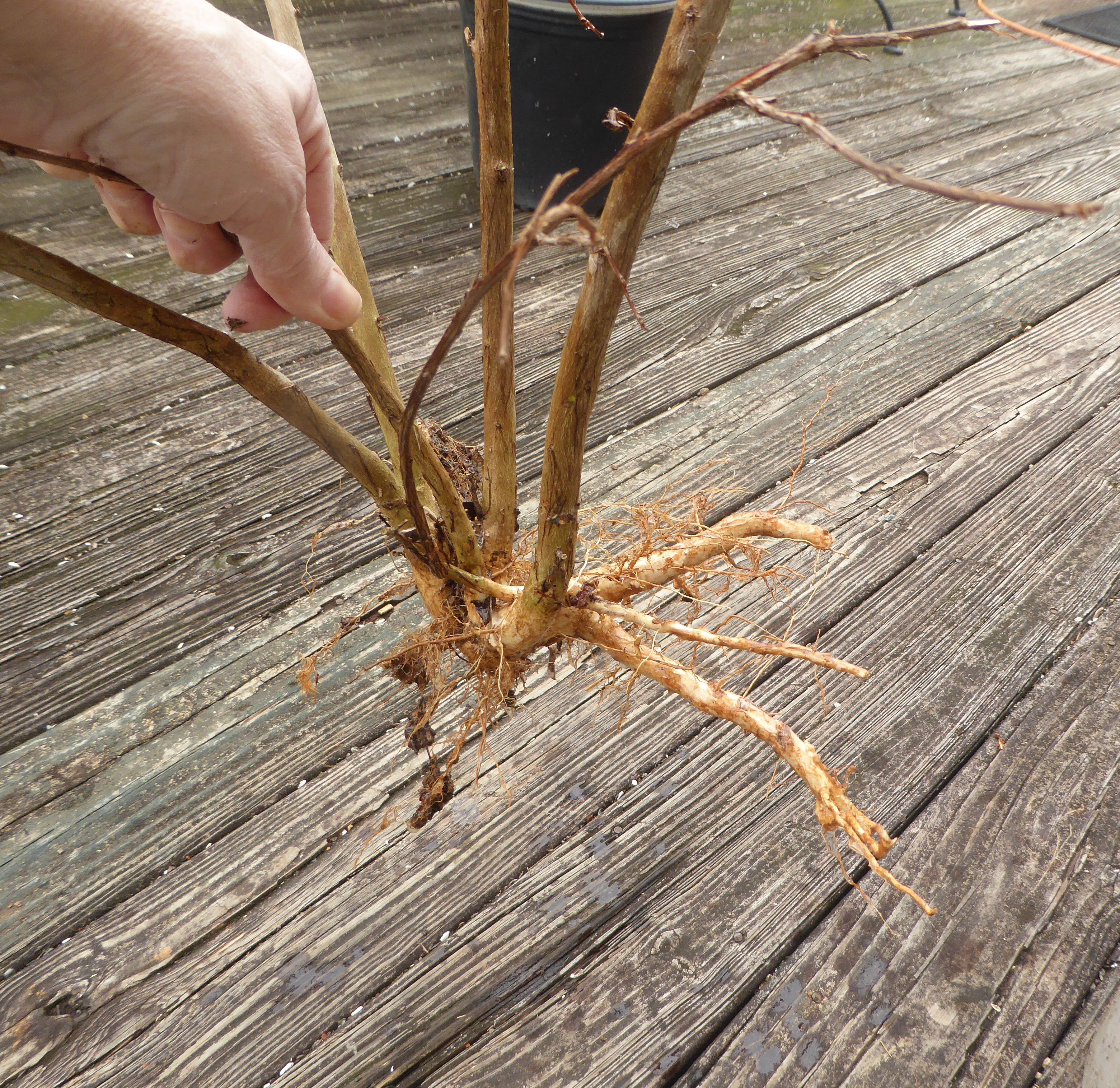 It came out like that.