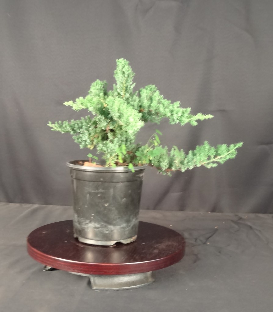 untrained juniper