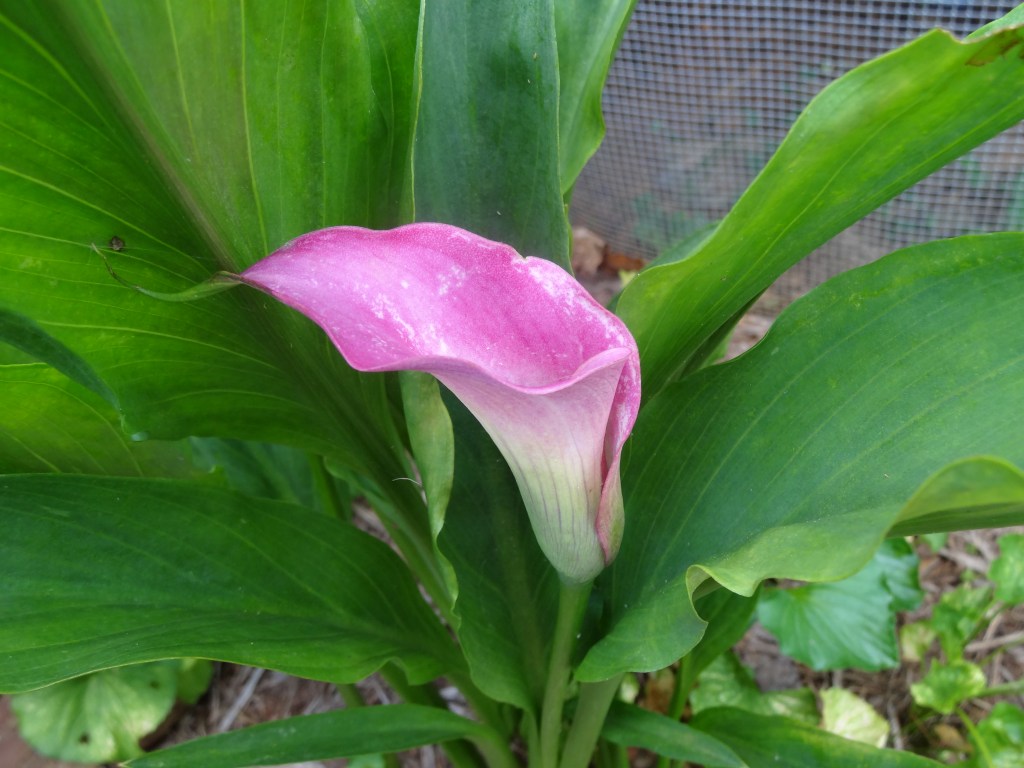 I think this was originally lavender.