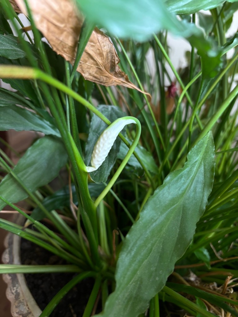 Peace lily flower