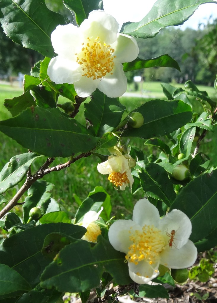 Camellia sinensis 'Chia Tsao 1'

white, single petal flowers with yellow central pistils. One has an ant. 