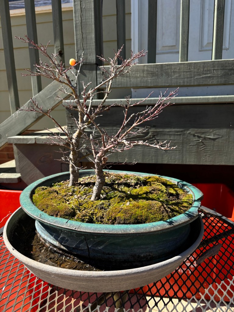 A pair of Japanese maple bonsai in a green pot with heavy moss growth.