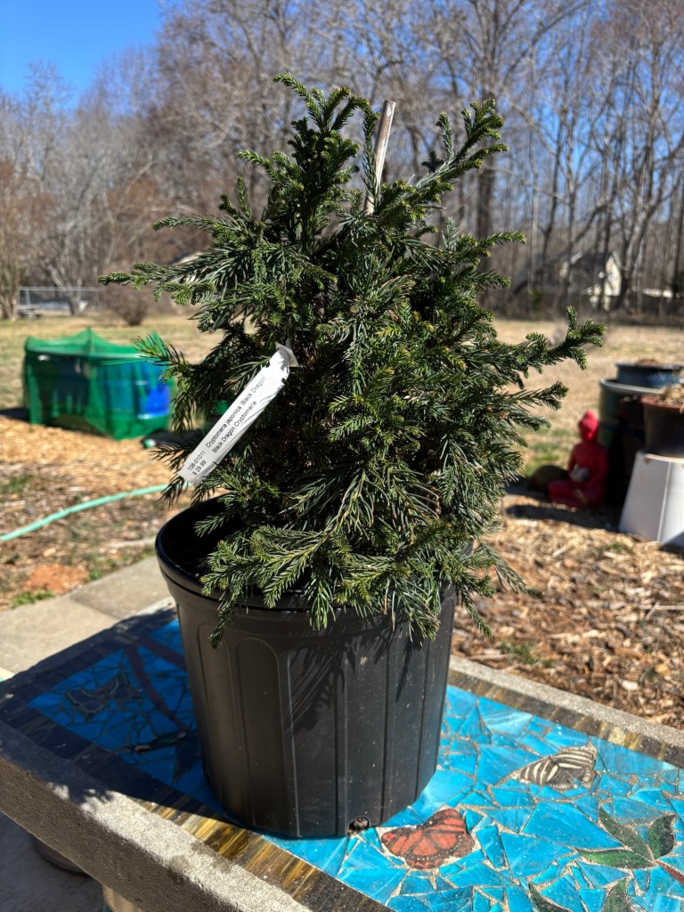 Cryptomeria japonica 'Black Dragon'