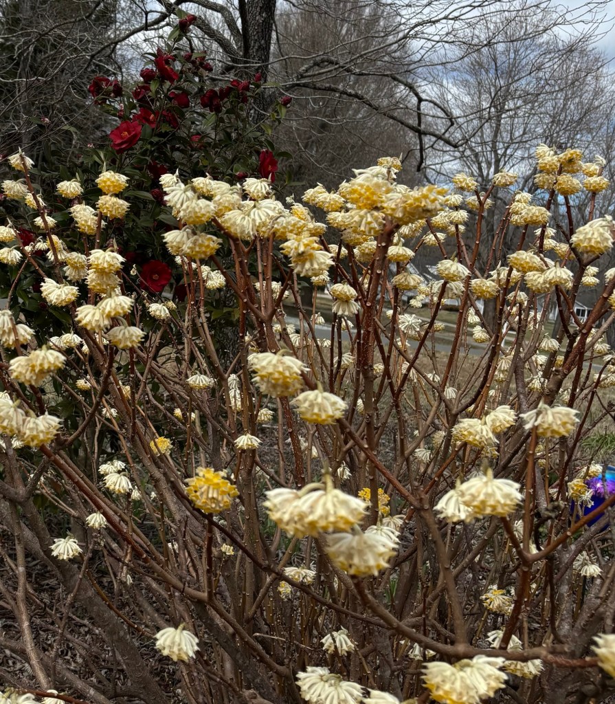 Blooming Edgeworthia bush in front of a taller camellia with red flowers. 