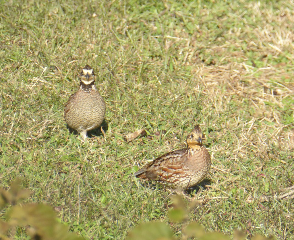 a pair of quail facing the camera