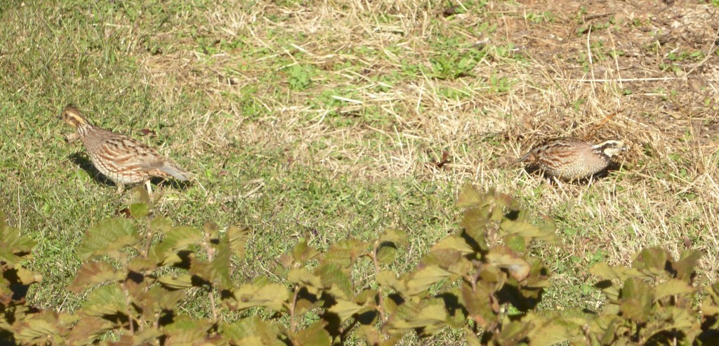 a pair of quail facing away from each other.