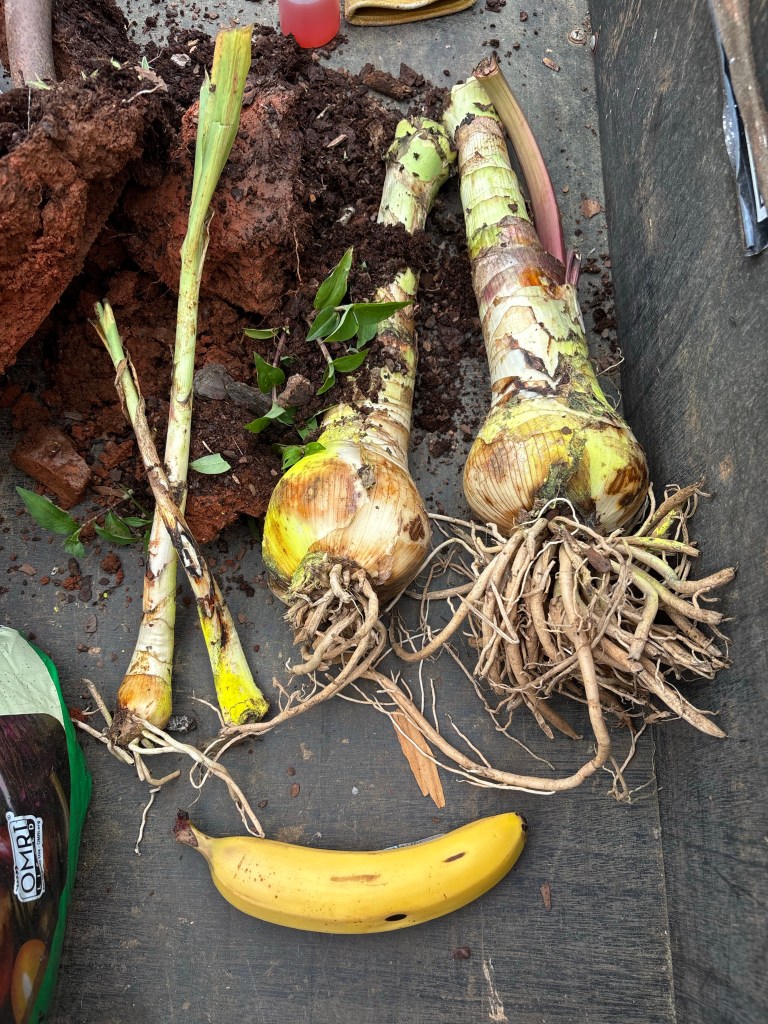 2 large and 2 small crinum bulbs with some yellow paint from the grower with some dirt scattered under them.  A banana for scale.