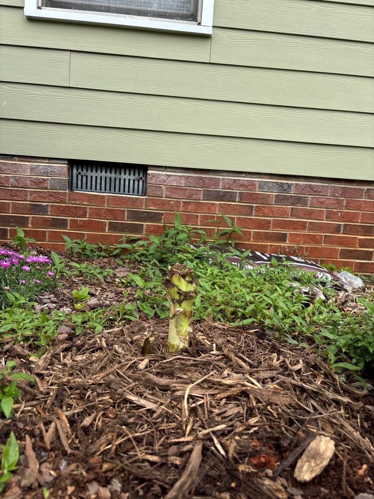 The stem of the largest bulb poking out of mulch, blooming ice plants, not-blooming-yet dayflowers  and a bag of mulch nearby.