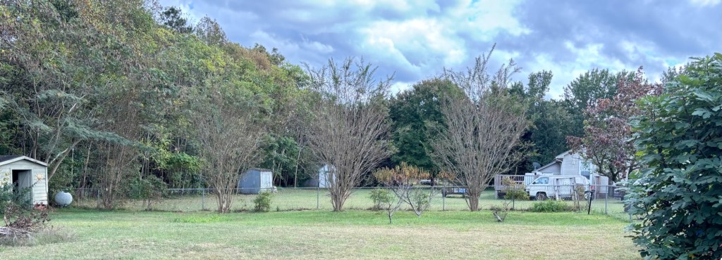 Left foreground is some deadwood waiting to be cut up for our fire pit. Behind that is a small green shed with a forsythia bush on the left and a ballshaped compost bin to the right.There's a Chinese silk tree immeditaly behind the shed.  Along the fence are 4 crepe myrtles with small blueberry bushes in between them. Between the last crepe myrtle to the right and a Bradford pear on the other side of the fence is a small patch of lily greenery. There's a small butterfly bush in the corner.  The green in the foreground on the right is a fig.

Behind my fence are 2 sheds in my neighbor's yard, a cart with junk on it, the deck behind her house, the white van that has been parked there for as long as I've lived here with part of a wooden pallet leaning against it.

If you can zoom in that far, you can see the propane tank belonging to the neighbors on the other side of her.