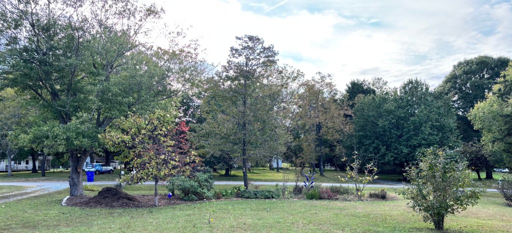 Left to right on this side of the road.: Silver bark maple, mulch pile, 'Rising Sun' redbud. ricepaper bush, persimmon, maybe you can tell the crepe myrtles?, Big Leaf magnolia.  'Jane' saucer magnolia in the foreground on the far right.